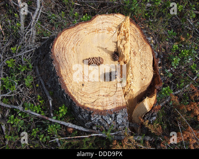 Frisch gesägt große Tanne Baumstumpf im Frühlingswald Stockfoto