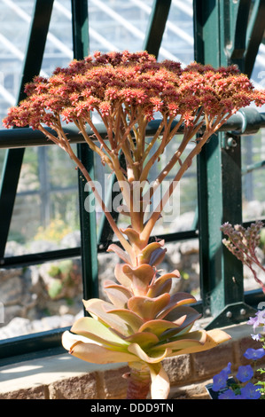 Aeonium Nobile Pflanze Stockfoto