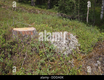 Frisch gesägt große Tanne Baumstumpf im Frühlingswald Stockfoto