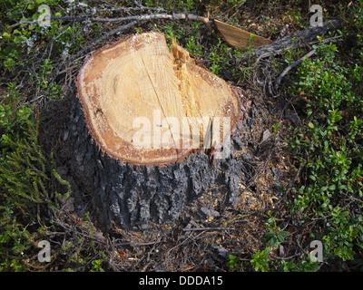 Frisch gesägt große Tanne Baumstumpf im Frühlingswald Stockfoto