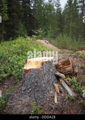 Frisch gesägt große Tanne Baumstumpf im Frühlingswald Stockfoto