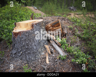 Frisch gesägt große Tanne Baumstumpf im Frühlingswald Stockfoto