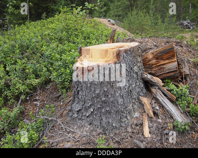 Frisch gesägt große Tanne Baumstumpf im Frühlingswald Stockfoto