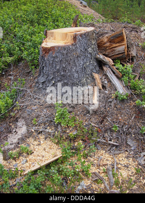Frisch gesägt große Tanne Baumstumpf im Frühlingswald Stockfoto