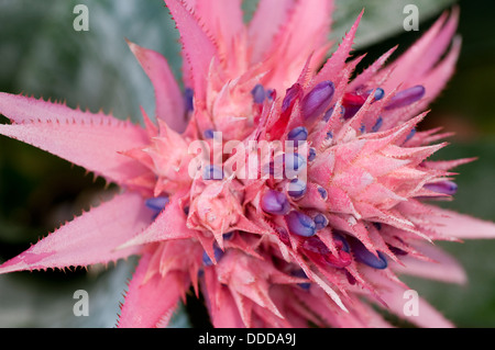 Rosa Bromelie Blume Stockfoto