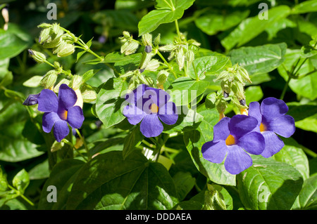 Thunbergia Togoensis, Togo Thunbergia Bengal Uhr Ranke Blumen Stockfoto