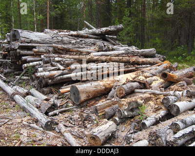 geschnittenen Stämme in einem Wald Stockfoto