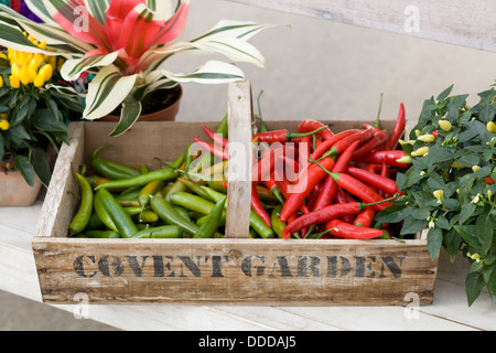 Paprika-rote und grüne Paprika in einer Holzkiste Covent Garden Stockfoto