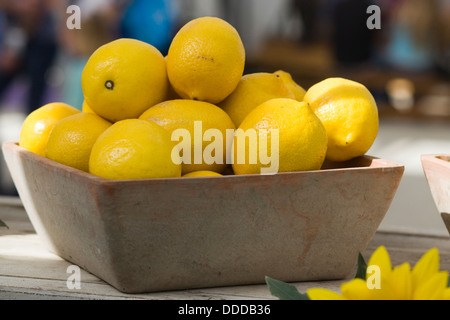 Zitrone in einem Stein Schüssel, Citrus limon x Daimon Stockfoto