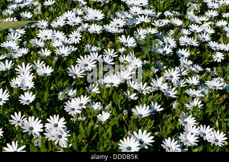 Osteospermum "Sonnigen Cecil" Herbers Blumenbeet Stockfoto