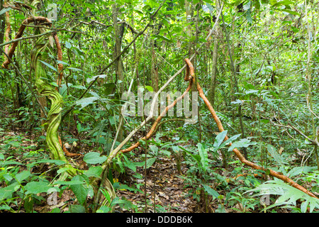 Lianen schlängelt sich durch den Regenwald des Amazonas Stockfoto