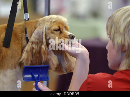 Stadtroda, Deutschland. 31. August 2013. Hund tut Friseur Kelly Carlier das Haar ein Spaniel bei den internationalen Deutschen Jugendmeisterschaften des Hundes Friseure in Stadtroda, Deutschland, 31. August 2013. Foto: JENS-ULRICH KOCH/Dpa/Alamy Live News Stockfoto