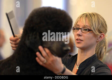 Stadtroda, Deutschland. 31. August 2013. Hund Friseur Lisa Mueller hat das Haar einen Pudel bei den internationalen Deutschen Jugendmeisterschaften der Hund Friseure in Stadtroda, Deutschland, 31. August 2013. Foto: JENS-ULRICH KOCH/Dpa/Alamy Live News Stockfoto