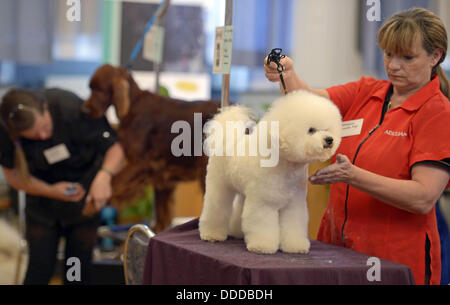 Stadtroda, Deutschland. 31. August 2013. Hund Friseur Manuela Voigt macht das Haar ein Bichon Frise bei den internationalen Deutschen Jugendmeisterschaften der Hund Friseure in Stadtroda, Deutschland, 31. August 2013. Foto: JENS-ULRICH KOCH/Dpa/Alamy Live News Stockfoto