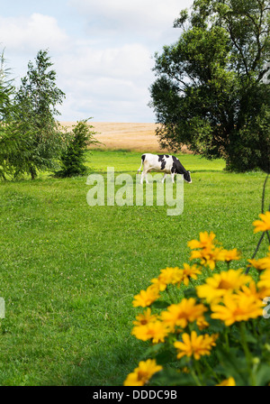 Kuh auf der grünen Wiese weiden Stockfoto