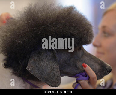 Stadtroda, Deutschland. 31. August 2013. Ein Hund bekommt einen Haarschnitt bei den internationalen Deutschen Jugendmeisterschaften des Hundes Friseure in Stadtroda, Deutschland, 31. August 2013. Foto: JENS-ULRICH KOCH/Dpa/Alamy Live News Stockfoto