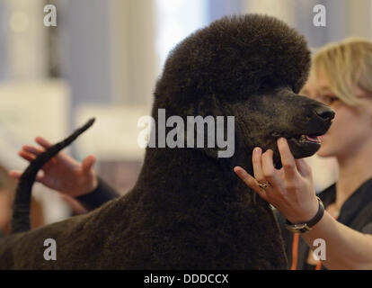 Stadtroda, Deutschland. 31. August 2013. Hund Friseur Lisa Mueller hat das Haar einen Pudel bei den internationalen Deutschen Jugendmeisterschaften der Hund Friseure in Stadtroda, Deutschland, 31. August 2013. Foto: JENS-ULRICH KOCH/Dpa/Alamy Live News Stockfoto