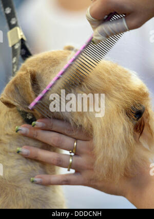 Stadtroda, Deutschland. 31. August 2013. Eine Lakeland Terrier bekommt einen Haarschnitt bei den internationalen Deutschen Jugendmeisterschaften des Hundes Friseure in Stadtroda, Deutschland, 31. August 2013. Foto: JENS-ULRICH KOCH/Dpa/Alamy Live News Stockfoto