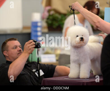 Stadtroda, Deutschland. 31. August 2013. Ein Zuschauer Sonderrabatte ein Bichon Frise bei den internationalen Deutschen Jugendmeisterschaften der Hund Friseure in Stadtroda, Deutschland, 31. August 2013. Foto: JENS-ULRICH KOCH/Dpa/Alamy Live News Stockfoto