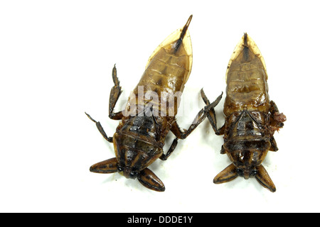 Mang Da Na Tod, Fried riesige Wasser-Bug Stockfoto