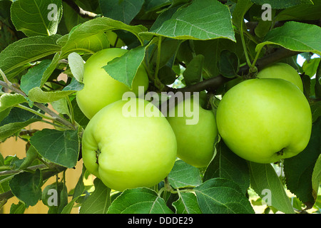 Reife saftige Äpfel helle gelbe Farbe auf einem Ast von einem Apfel Baum Überprüfungen gereift im Garten Stockfoto