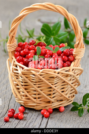 Kronsbeeren in den Korb auf Holztisch Stockfoto