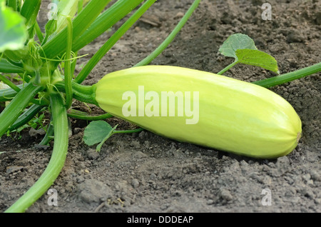 Frisches Gemüse Knochenmark in einem Gemüsegarten Stockfoto