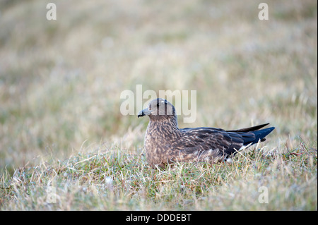 Great Skua (Eulen skua) Stockfoto