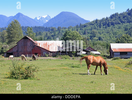 Ein Pferd grasen auf einer Weide Rasen an einem sonnigen Sommernachmittag. Stockfoto