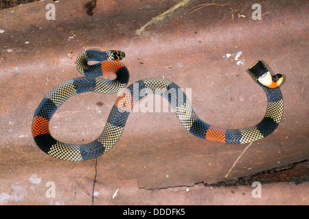 Amazonas Korallenschlange (Micrurus Spixii Obscurus), Ecuador Stockfoto