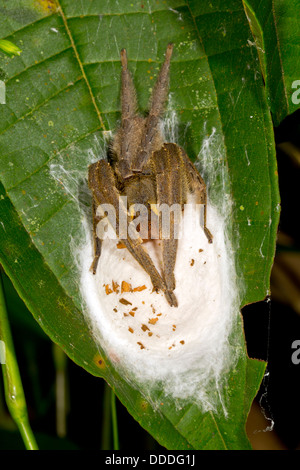 wandernde Giftspinne (Phoneutria SP.) bewachen eine Brut von Eiern Stockfoto