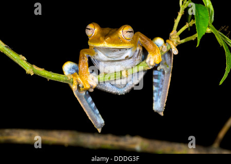 Treefrog (Hypsiboas Calcaratus) auf einem Ast zu überführen, in der Nacht, Ecuador Stockfoto