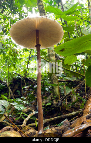 Niedrigen Winkel Ansicht von einem Sonnenschirm Pilzzucht im Regenwald Stock, Ecuador Stockfoto