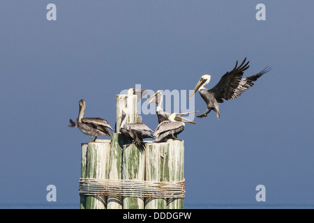 Braune Pelikane thront auf Masten und über den Boden. Stockfoto