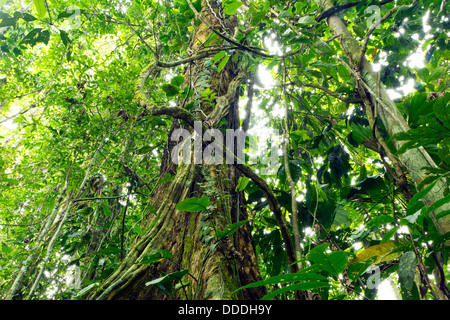 Lianen schlängelt sich durch den Regenwald des Amazonas Stockfoto