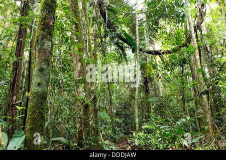 Lianen schlängelt sich durch den Regenwald des Amazonas Stockfoto