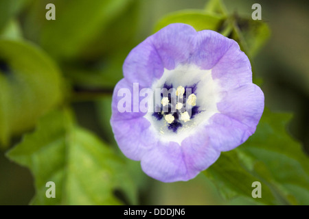 Nicandra Physalodes. Shoo – Fly Pflanze Blume. Stockfoto