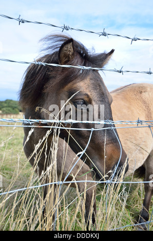 Shetland-Pony in einem Feld hinter Stacheldraht England UK Stockfoto