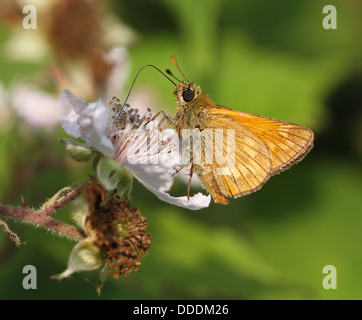 Großen Skipper Butterfly Fütterung auf Bramble Blume Stockfoto