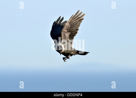 Dohle (Corvus Monedula) im Flug Stockfoto