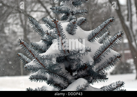 Immergrüne Zweige mit Schnee bedeckt. Stockfoto