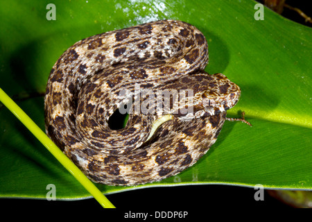 Juvenile Fer de Lance (Bothrops Atrox) aufgewickelt eine giftige Schlange in den Regenwald Unterwuchs, Ecuador Stockfoto