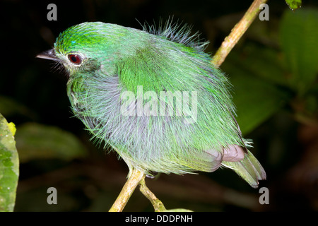 Unbekannter Vogel Schlafplatz in der Nacht in den Regenwald Unterwuchs, Ecuador Stockfoto