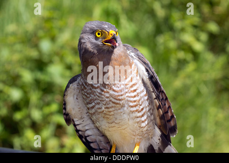 Am Straßenrand Falke (Buteo Magnirostris) im ecuadorianischen Amazonasgebiet Stockfoto