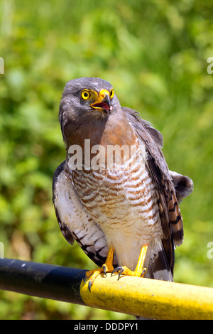 Am Straßenrand Falke (Buteo Magnirostris) im ecuadorianischen Amazonasgebiet Stockfoto