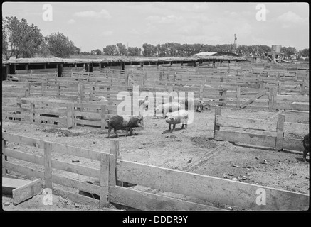 Ein Blick auf Schweineställe im Granada Relocation Center in Amache, Colorado, die landwirtschaftliche Aktivitäten im Internierungslager zeigen. Stockfoto