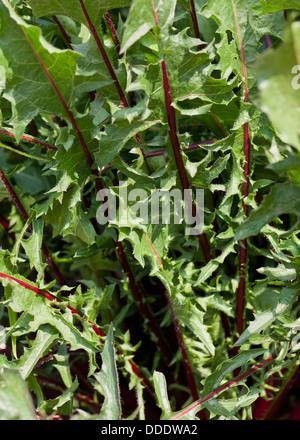 Roten Löwenzahn Blätter - USA Stockfoto