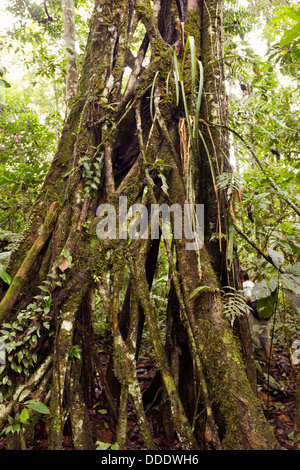 Würgefeige wächst im tropischen Regenwald, Ecuador Stockfoto