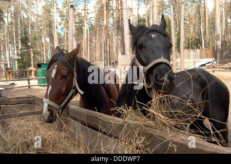 zwei Pferde, schwarz und braun, Essen Heu Rasen Stockfoto