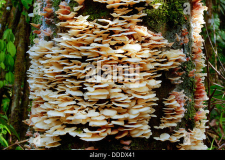 Halterung Pilze wachsen auf einem toten Baum im Regenwald von Ecuador Stockfoto